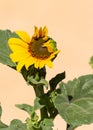 Yellow sunflower just opening up Royalty Free Stock Photo