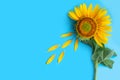 Yellow sunflower with leaves on a green background. Isolated object. Copy space Royalty Free Stock Photo