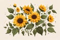 yellow sunflower with leaves on white background Royalty Free Stock Photo