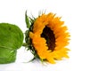 Yellow sunflower with leaves on a white background. Isolated object. Copy space Royalty Free Stock Photo