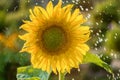 Yellow sunflower with a lot of water droplets. Royalty Free Stock Photo