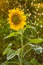 Yellow sunflower with a lot of water droplets. Royalty Free Stock Photo