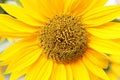 Yellow Sunflower macro Royalty Free Stock Photo