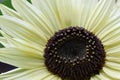 Yellow sunflower macro on blurred background