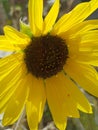 Yellow sunflower macro shot close up photography Royalty Free Stock Photo