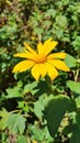 Yellow Sunflower Nature Standing in Nature Wildlife