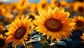 Yellow sunflower, nature beauty in a vibrant summer meadow generated by AI Royalty Free Stock Photo