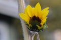 Yellow Sunflower Opening Royalty Free Stock Photo