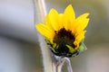 Yellow Sunflower Opening 02 Royalty Free Stock Photo