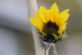 Yellow Sunflower Opening 04 Royalty Free Stock Photo