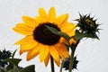 Yellow sunflower and an opening bud Royalty Free Stock Photo