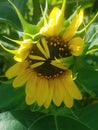 Yellow Sunflower Opening in garden Royalty Free Stock Photo