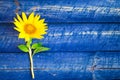 Yellow sunflower painted fence