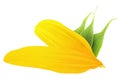 Yellow sunflower petals and green leaves of sunflower isolated on white background Royalty Free Stock Photo