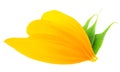 Yellow sunflower petals and green leaves of sunflower isolated on white background Royalty Free Stock Photo