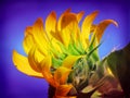 Yellow Sunflower Petals in Summer Royalty Free Stock Photo