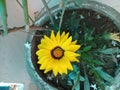 Yellow Sunflower plant basant spring