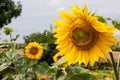 Yellow Sunflower in Poland