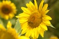 Yellow sunflower is pollinated by bees Royalty Free Stock Photo