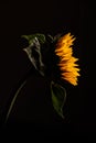 yellow sunflower in profile with dark black background Royalty Free Stock Photo