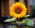a yellow sunflower in the rain Royalty Free Stock Photo