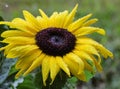 Yellow Sunflower with Raindrops Royalty Free Stock Photo