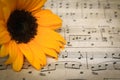 Yellow Sunflower resting on vintage sheet music Royalty Free Stock Photo