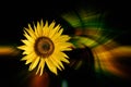 Yellow sunflower - single flower in front of a abstact background Royalty Free Stock Photo