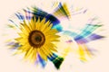 Yellow sunflower - single flower in front of a abstact background Royalty Free Stock Photo