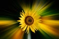 Yellow sunflower - single flower in front of a abstact background Royalty Free Stock Photo