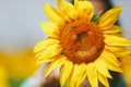 Yellow sunflower with smiley face in the field