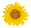 Yellow sunflower solated