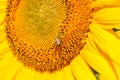 Yellow sunflower stamens closeup with flying pollinating bee insect. Macro of Helianthus bloom pollination. Close-up of stamens Royalty Free Stock Photo