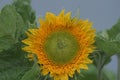 Yellow sunflower summer seeds leaves