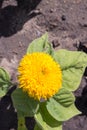 Yellow sunflower. Summer sunny day Royalty Free Stock Photo