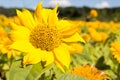 Yellow sunflower. Summer sunny day Royalty Free Stock Photo