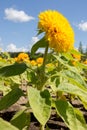 Yellow sunflower. Summer sunny day Royalty Free Stock Photo