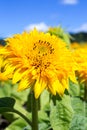 Yellow sunflower. Summer sunny day Royalty Free Stock Photo