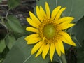 Yellow sunflower thailand