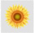 Yellow Sunflower With Transparent Background