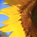 Yellow sunflower with two bees close up