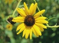 Yellow Sunflower Up Close