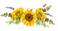 Yellow sunflower, watercolor on a white background. Sunshine, sunny flower