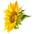 Yellow sunflower, watercolor on a white background. Sunshine, sunny flower Royalty Free Stock Photo