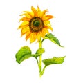 Yellow sunflower, watercolor on a white background. Sunshine, sunny flower Royalty Free Stock Photo