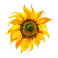Yellow sunflower, watercolor on a white background. Sunshine, sunny flower. Royalty Free Stock Photo