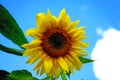 Yellow sunflower wide open with blue sky and white cloude background Royalty Free Stock Photo