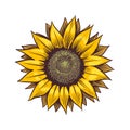 Yellow Sunflower. Wildflower Sun Shaped, Sunny Blossom With Black Seeds And Petals, Hand Drawn Botanical Floral Close Up