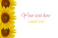 Yellow sunflowers Royalty Free Stock Photo