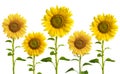 Yellow sunflowers Royalty Free Stock Photo